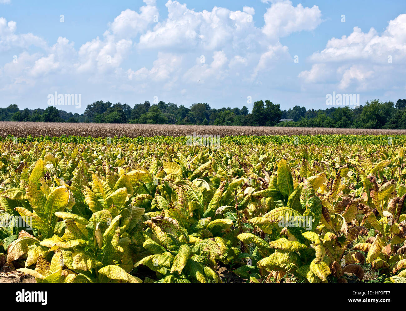 Tobacco fields in south Kentucky, USA Stock Photo Alamy