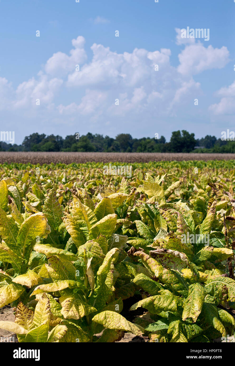 Tobacco farm kentucky hires stock photography and images Alamy