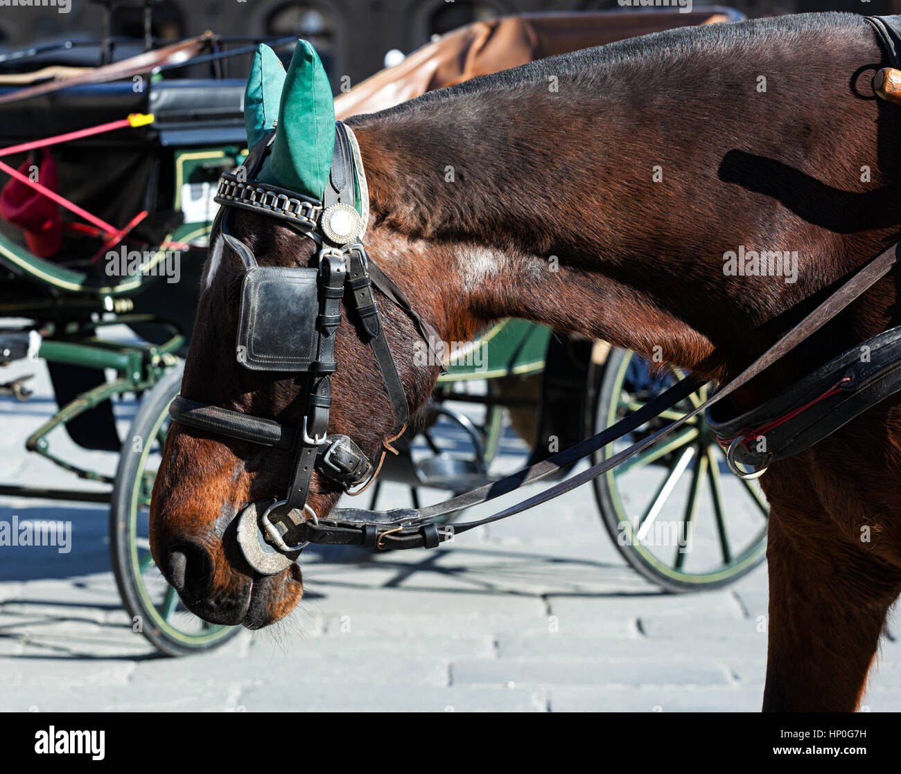 Horse in blinders blinders hires stock photography and images Alamy