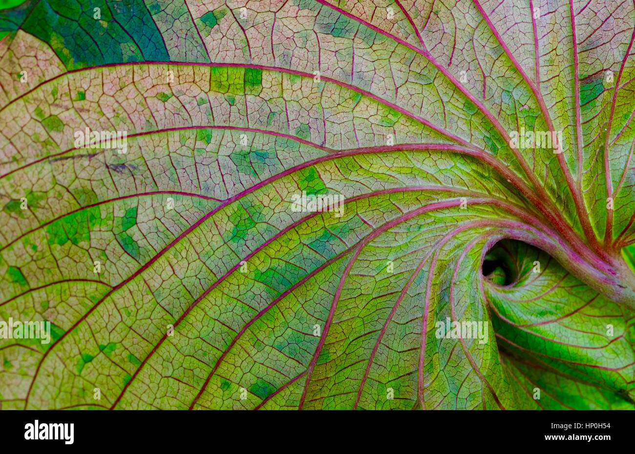 Spiral leaf Stock Photo