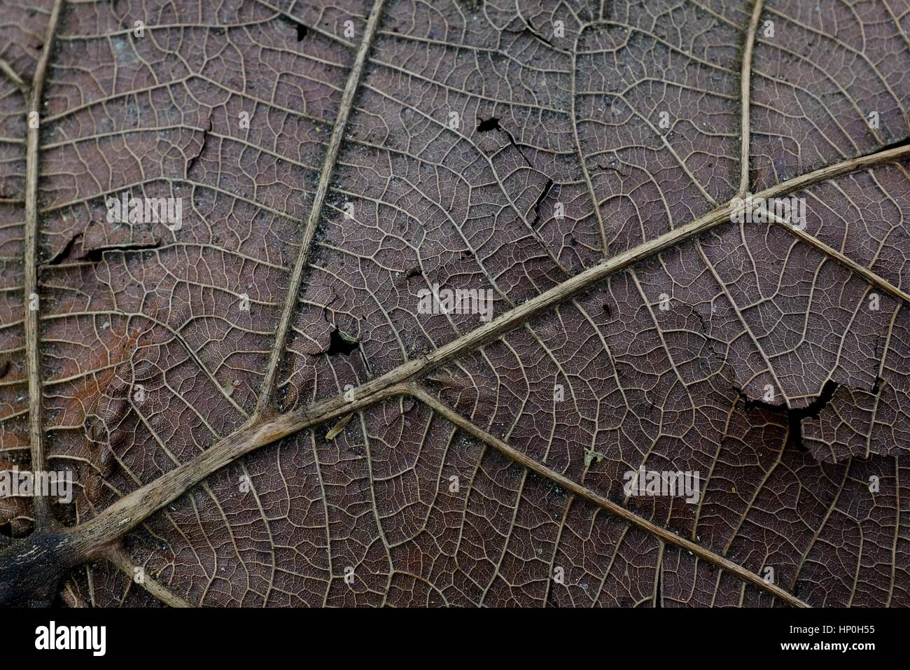 Deceased leaf Stock Photo