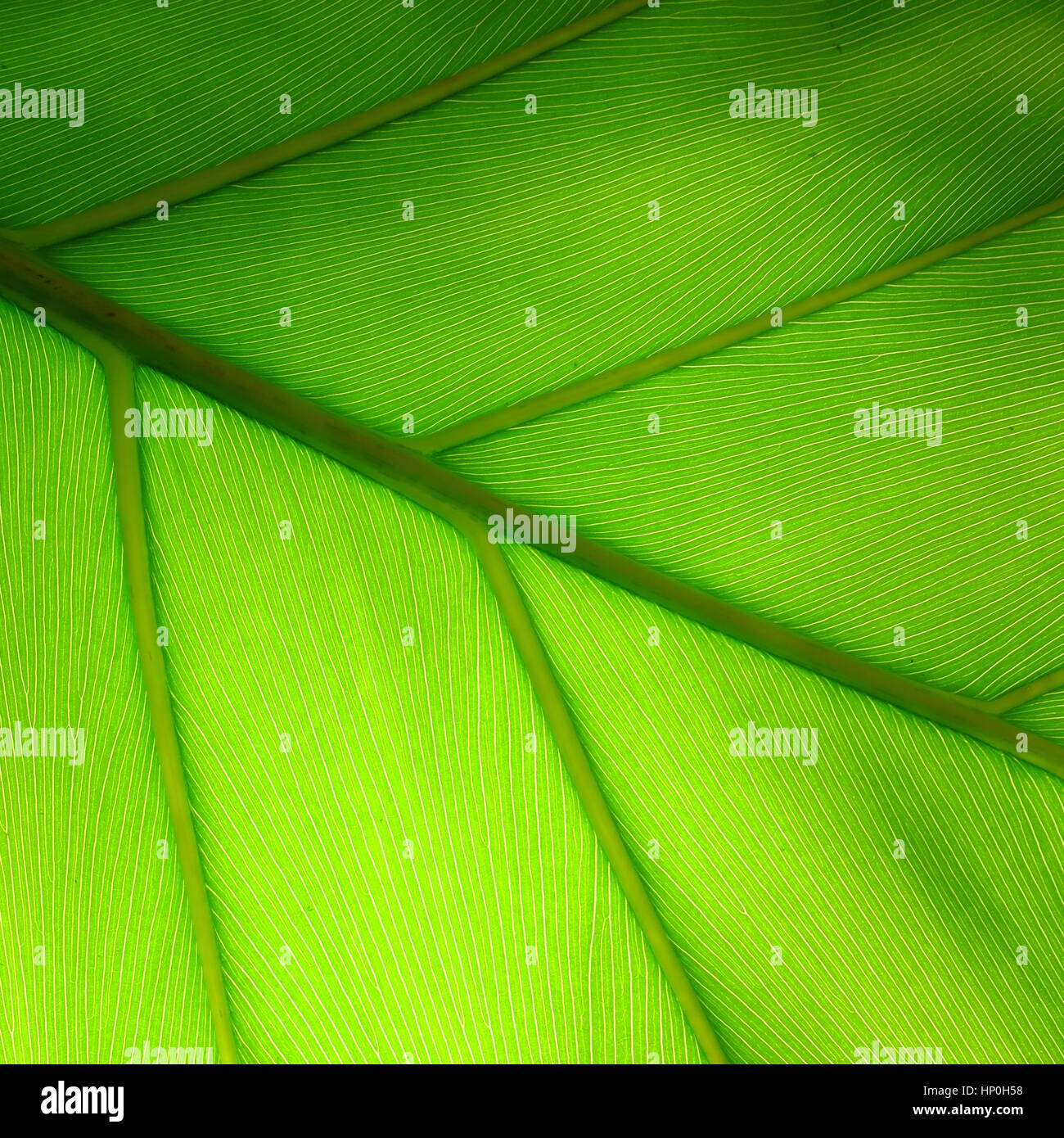 Green leaf Stock Photo