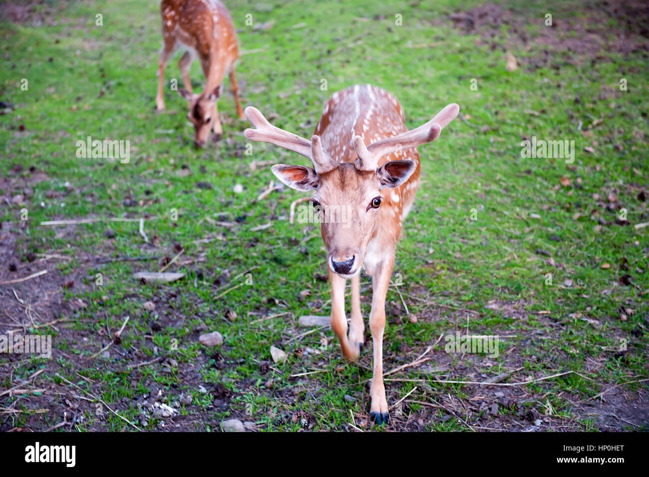 Two young deer grazing hi-res stock photography and images - Alamy