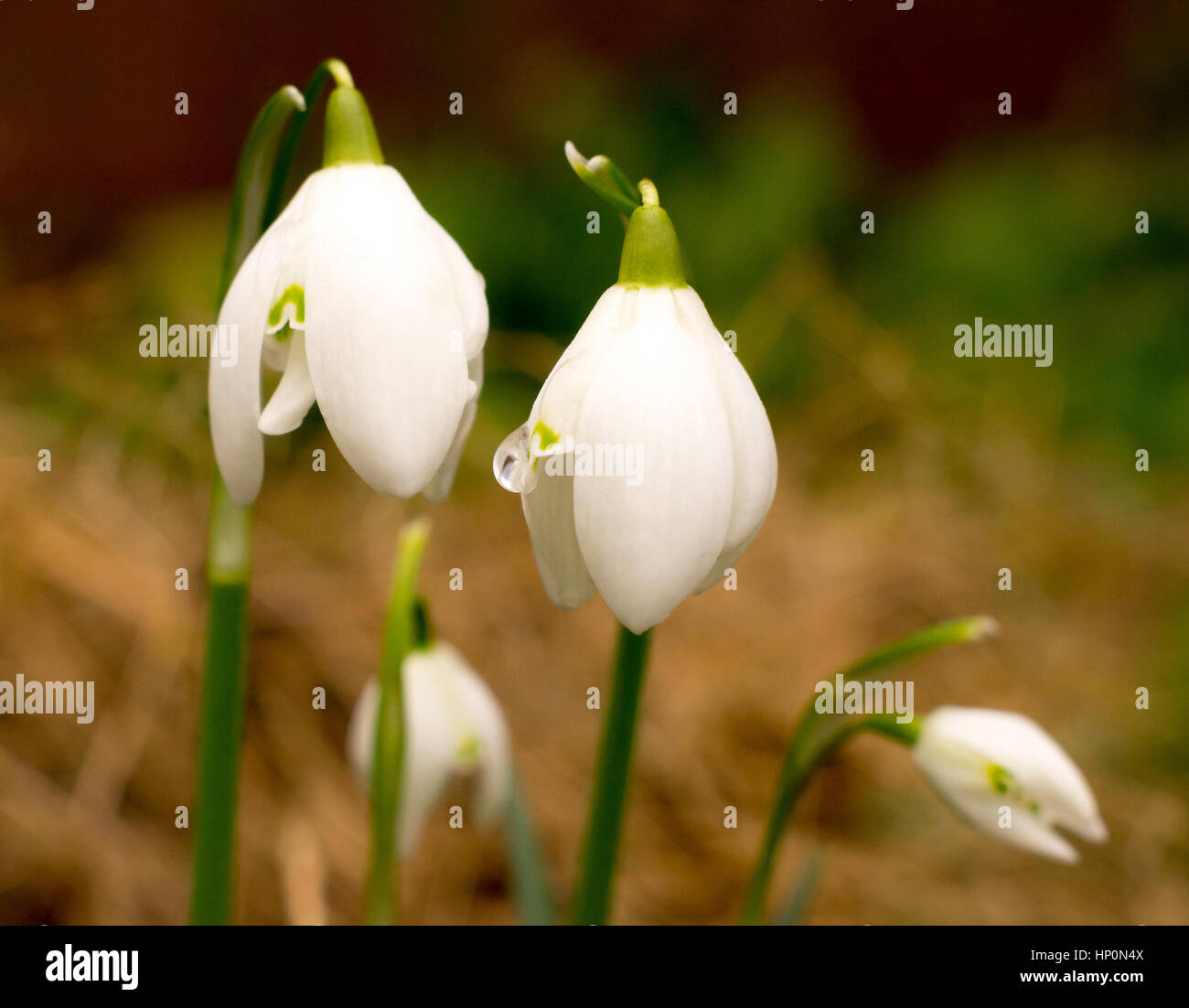 Winter flowering snowdrops in the UK in February. Stock Photo