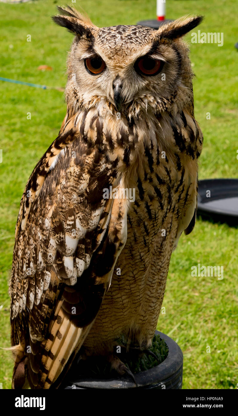 Short Eared Owl Stock Photo