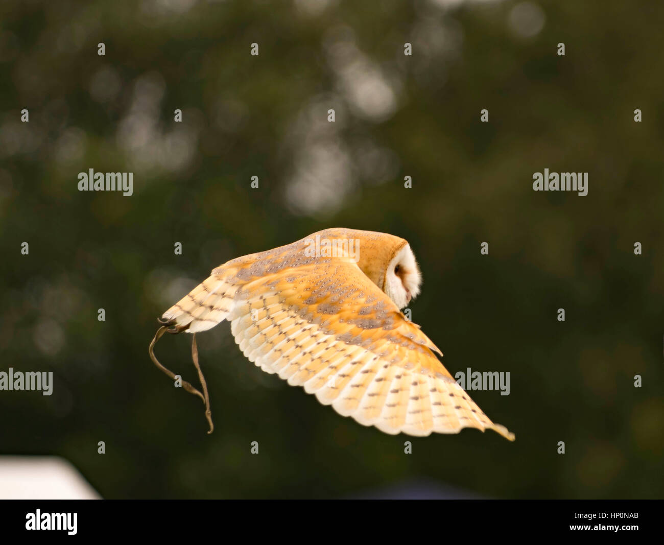 Barn owl Flying Stock Photo