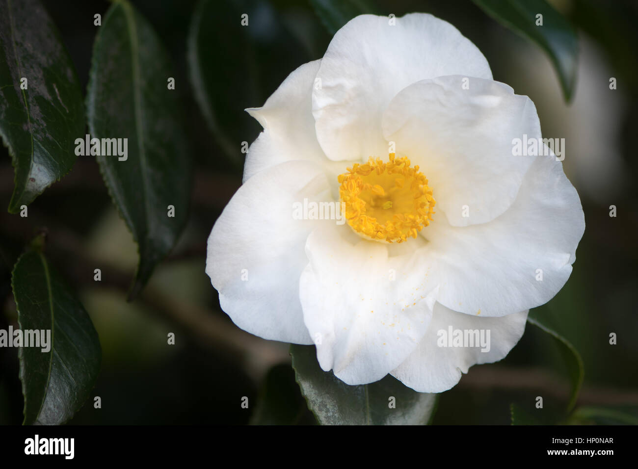 White Camellia in flower with yellow stamens Single flower with seven regular petals, with prominent display of stamens and pistils Stock Photo