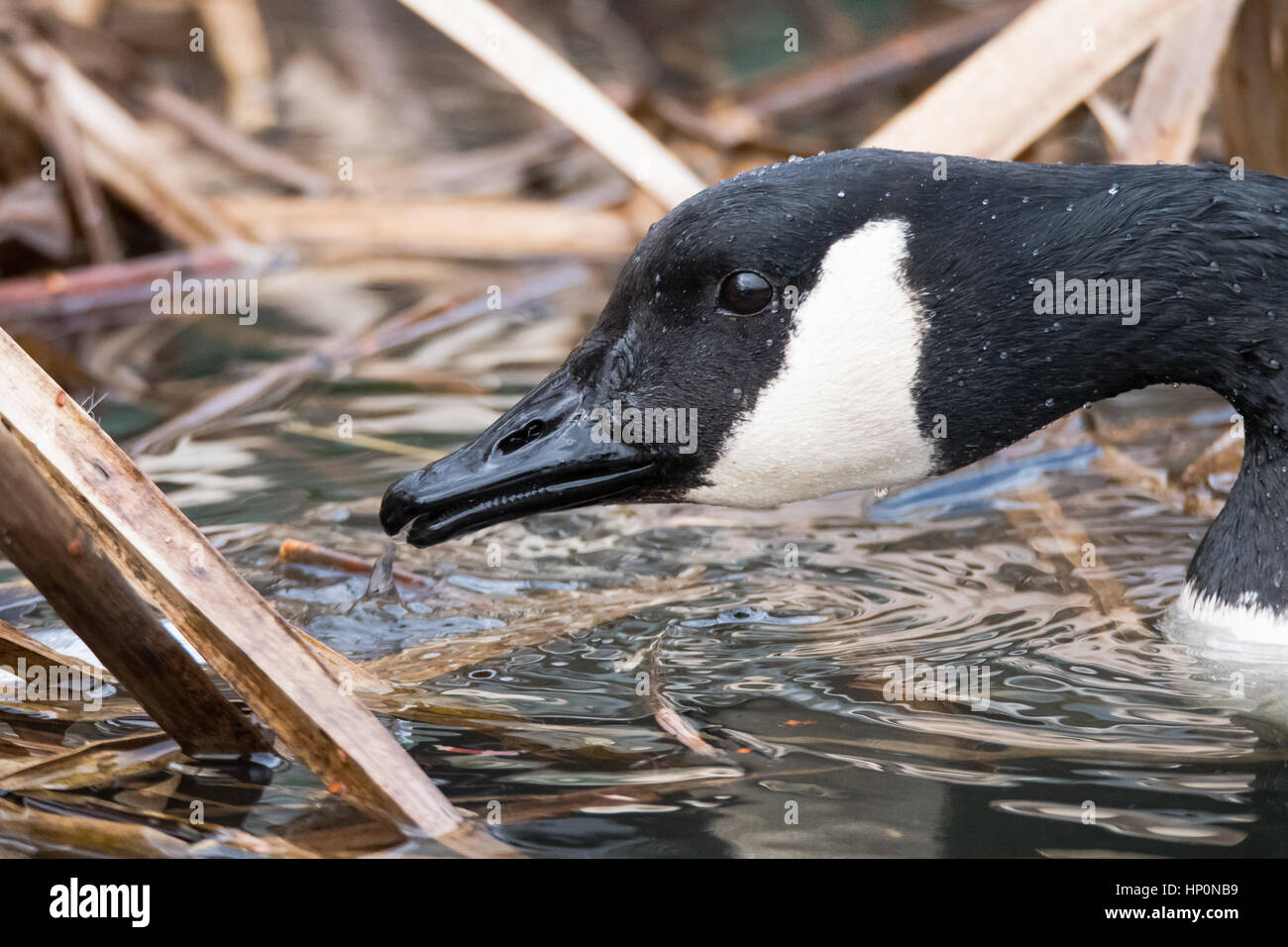 Canada goose (Branta canadensis) head and bill. Large black and white bird in the family Anatidae feeding in water amongst vegetation Stock Photo