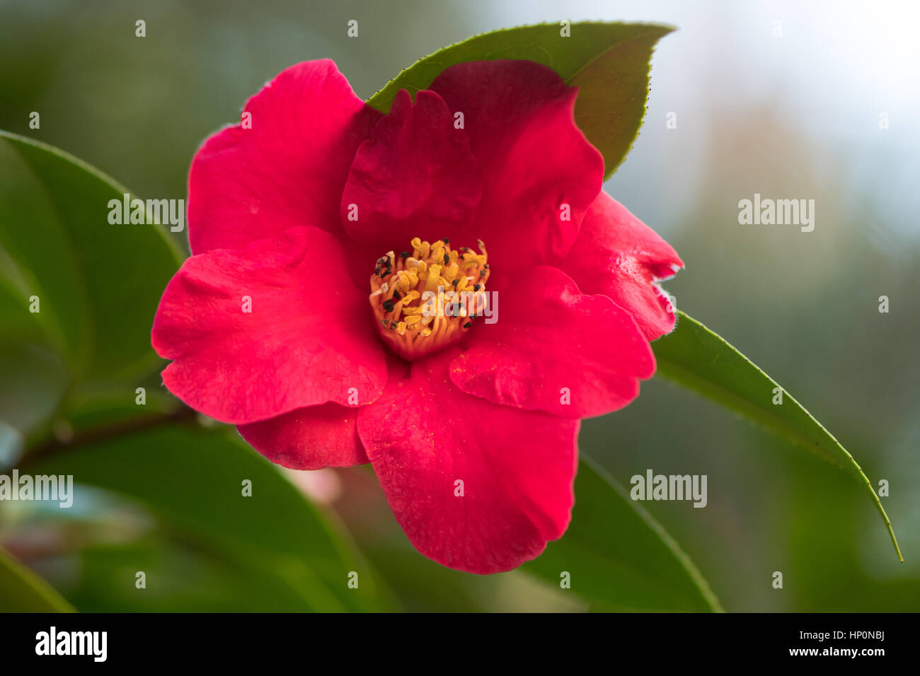 Camellia japonica dark pink flower with yellow stamens Single flower with regular petals, with prominent display of stamens and pistils Stock Photo