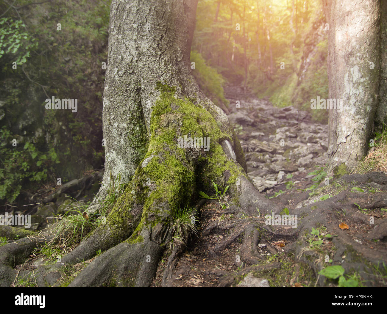 mossy tree in forest Stock Photo - Alamy