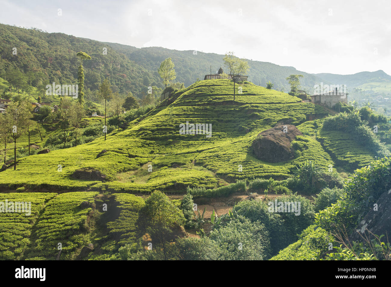 beautiful sri lanka hill countryside with tea plantations Stock Photo