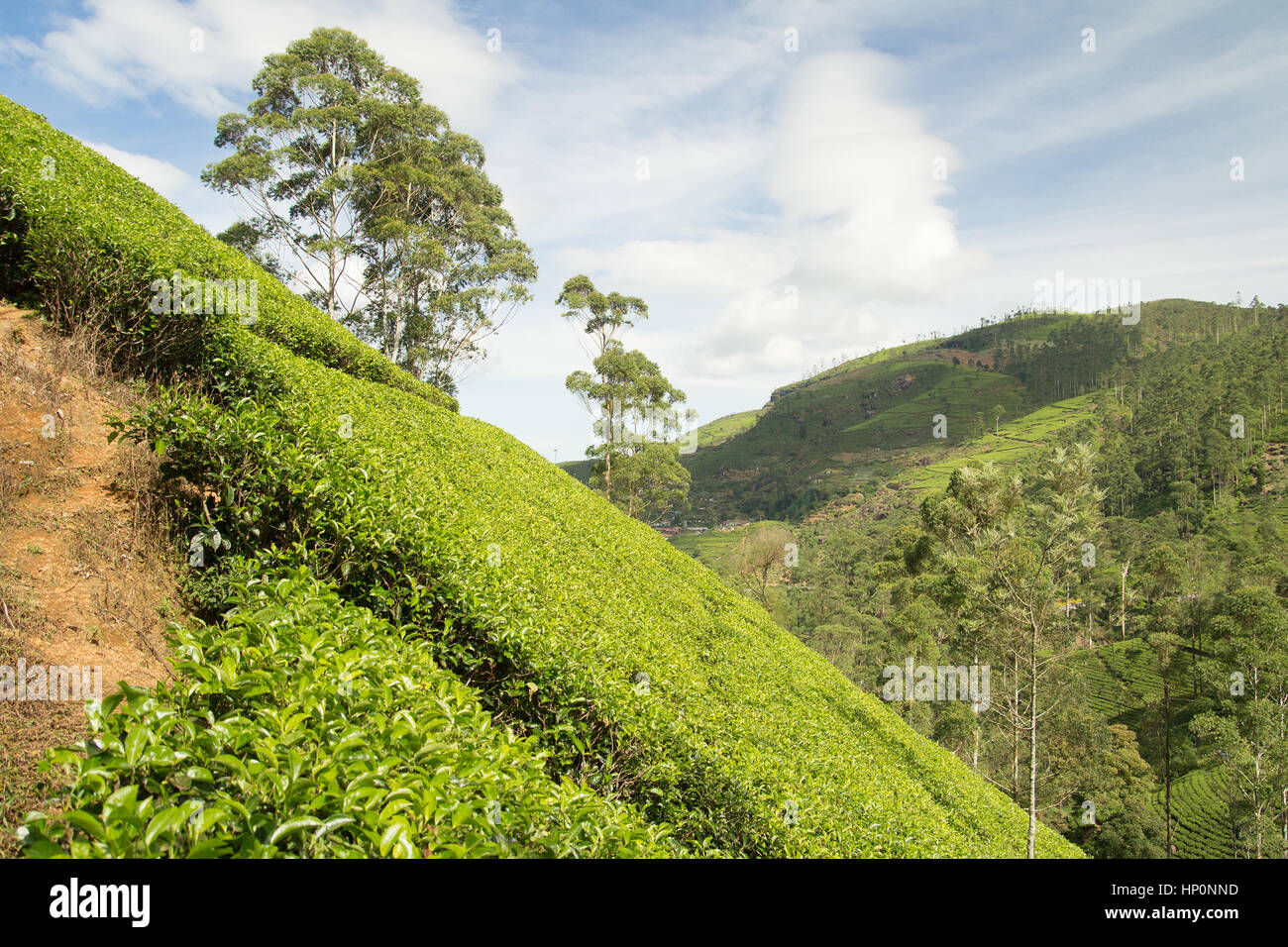 tea plantation hill Stock Photo