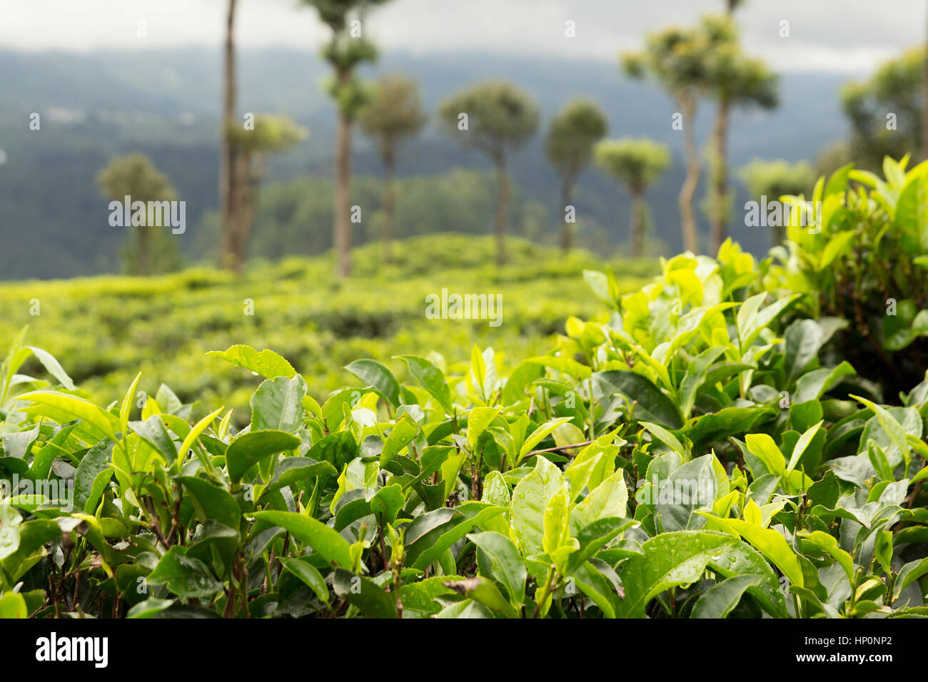 tea leaves on tea plantation selective focus Stock Photo