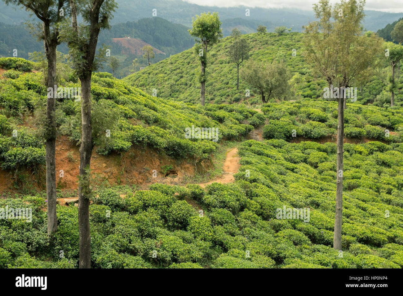 tea plantations. Stock Photo