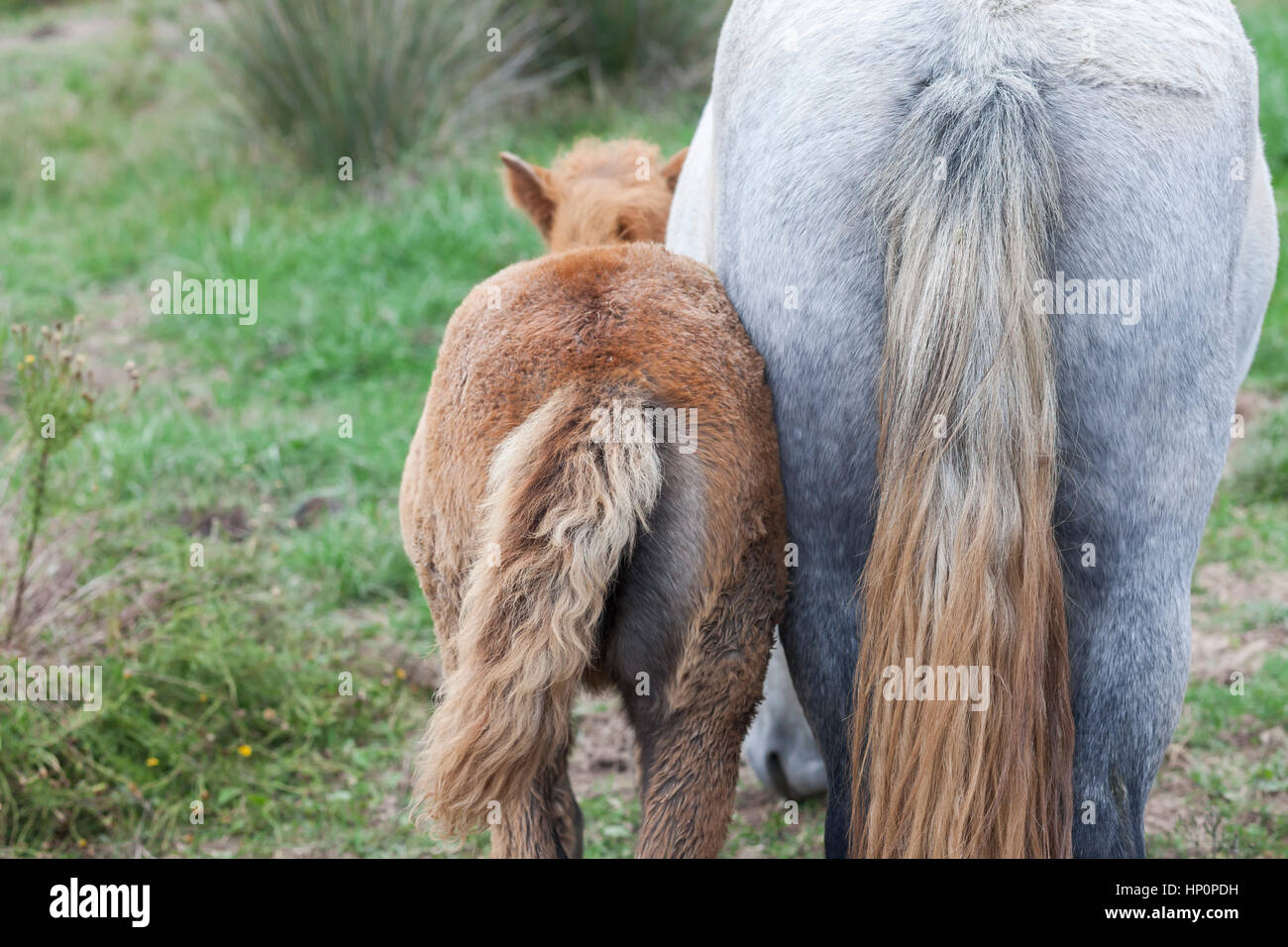 Tailview Horse tail view, white horse next to little horse Stock Photo - Alamy