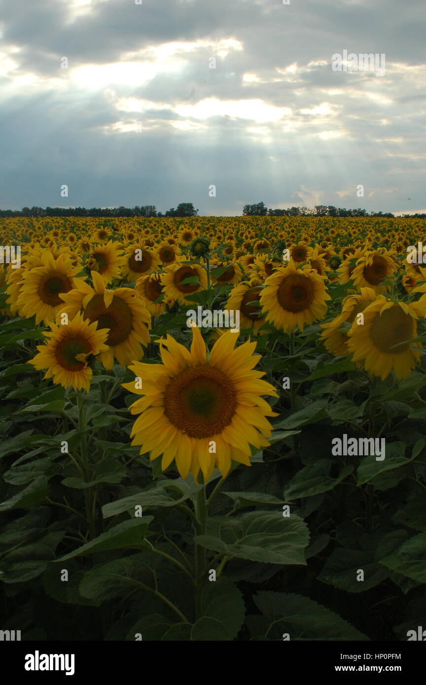 Hungarian sunflowers hires stock photography and images Alamy