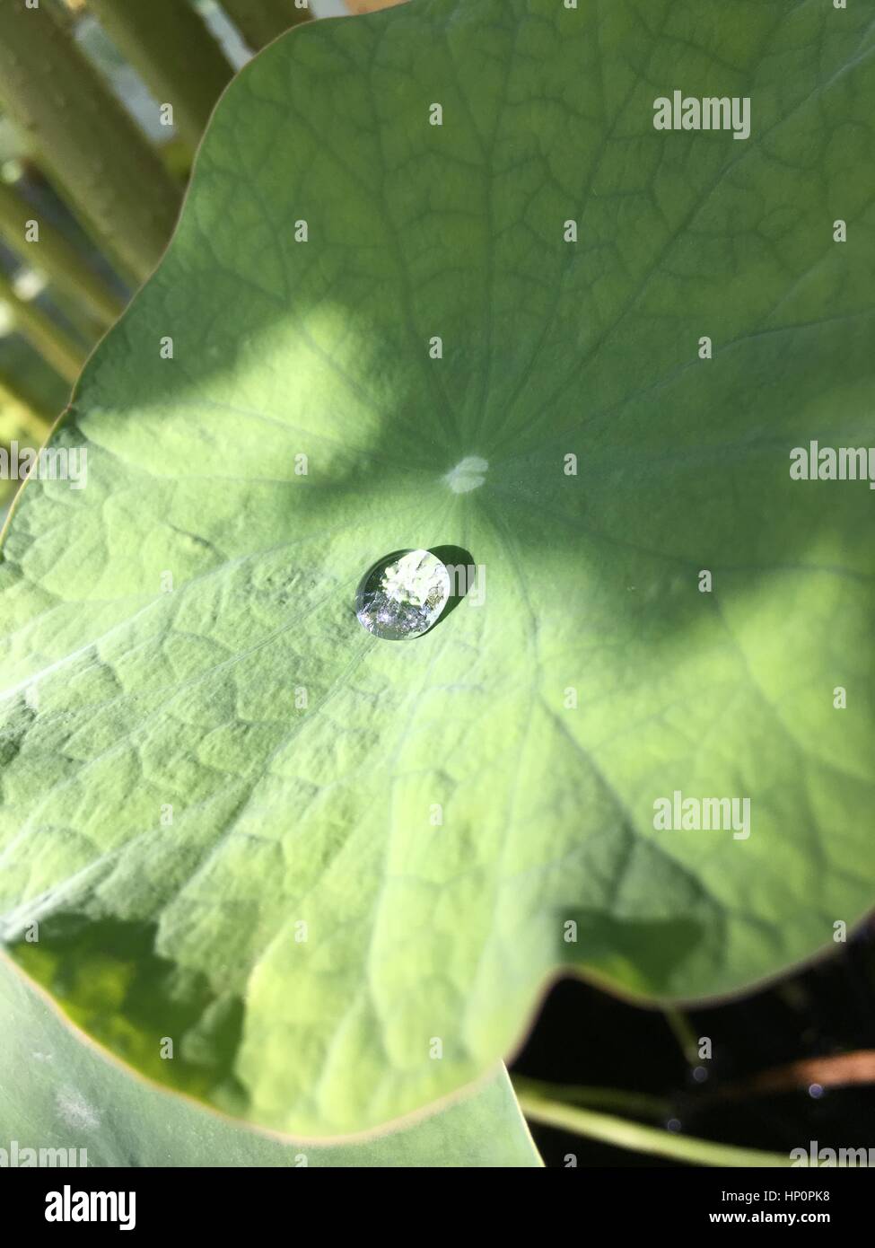 Droplet on Leaf Stock Photo
