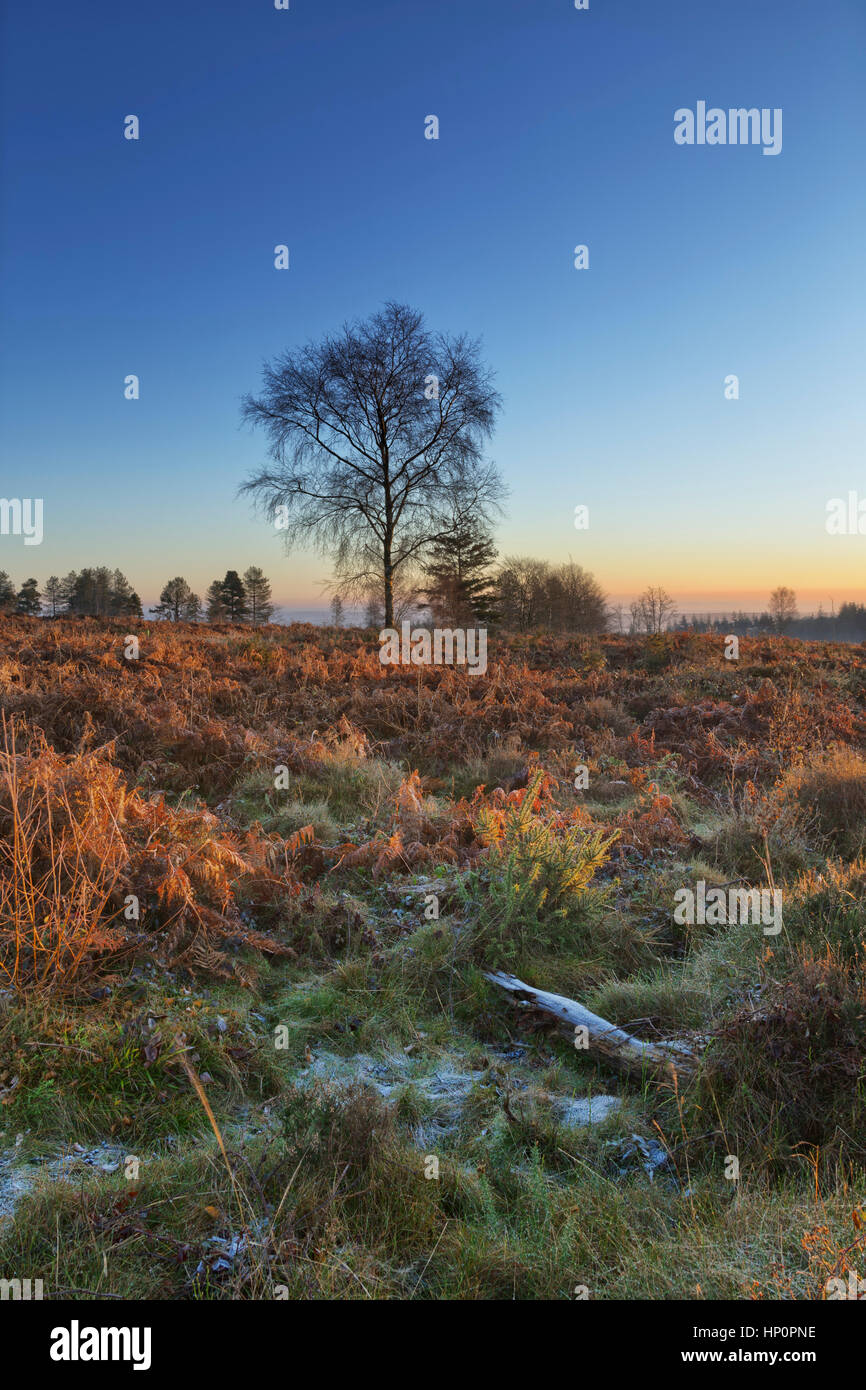 Sunrise over managed heathland in South Wales. Stock Photo