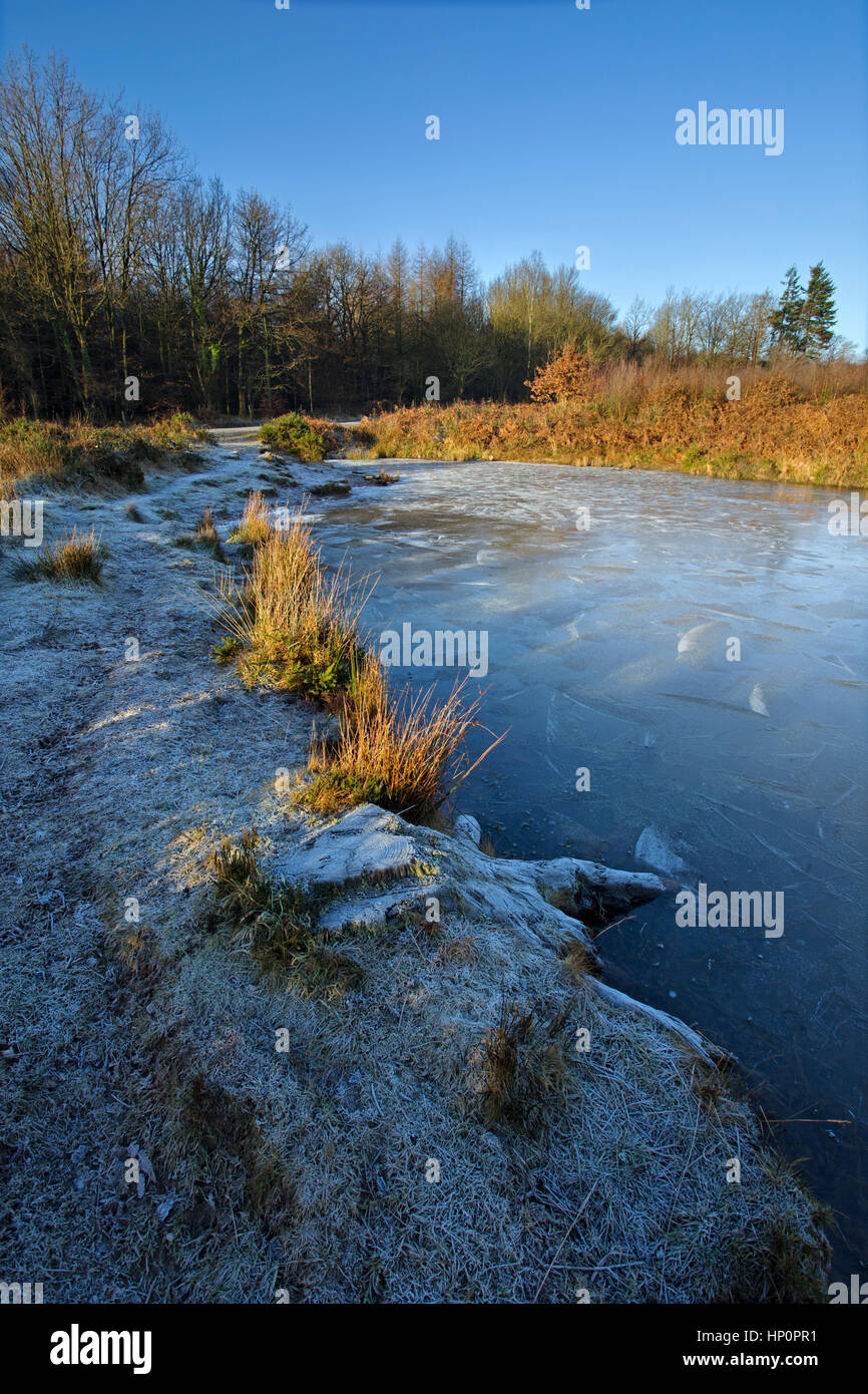 Frozen pond on open heathland, South Wales. Stock Photo
