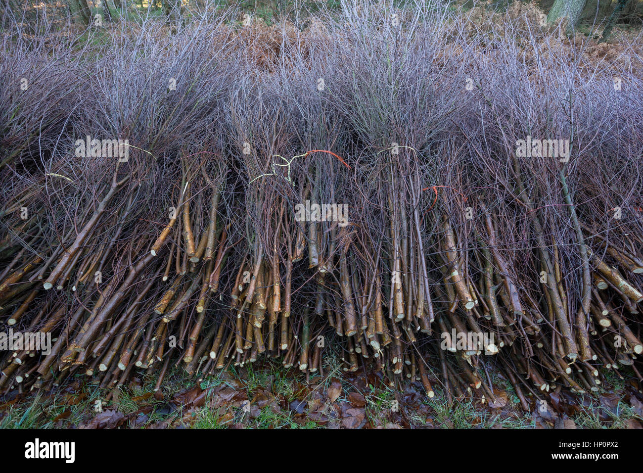 Bundles of saplings cut down on managed heathland landscape in South Wales. Stock Photo