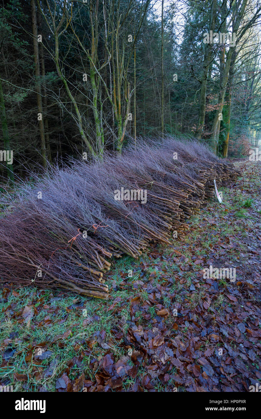 Bundles of saplings cut down on managed heathland landscape in South Wales. Stock Photo