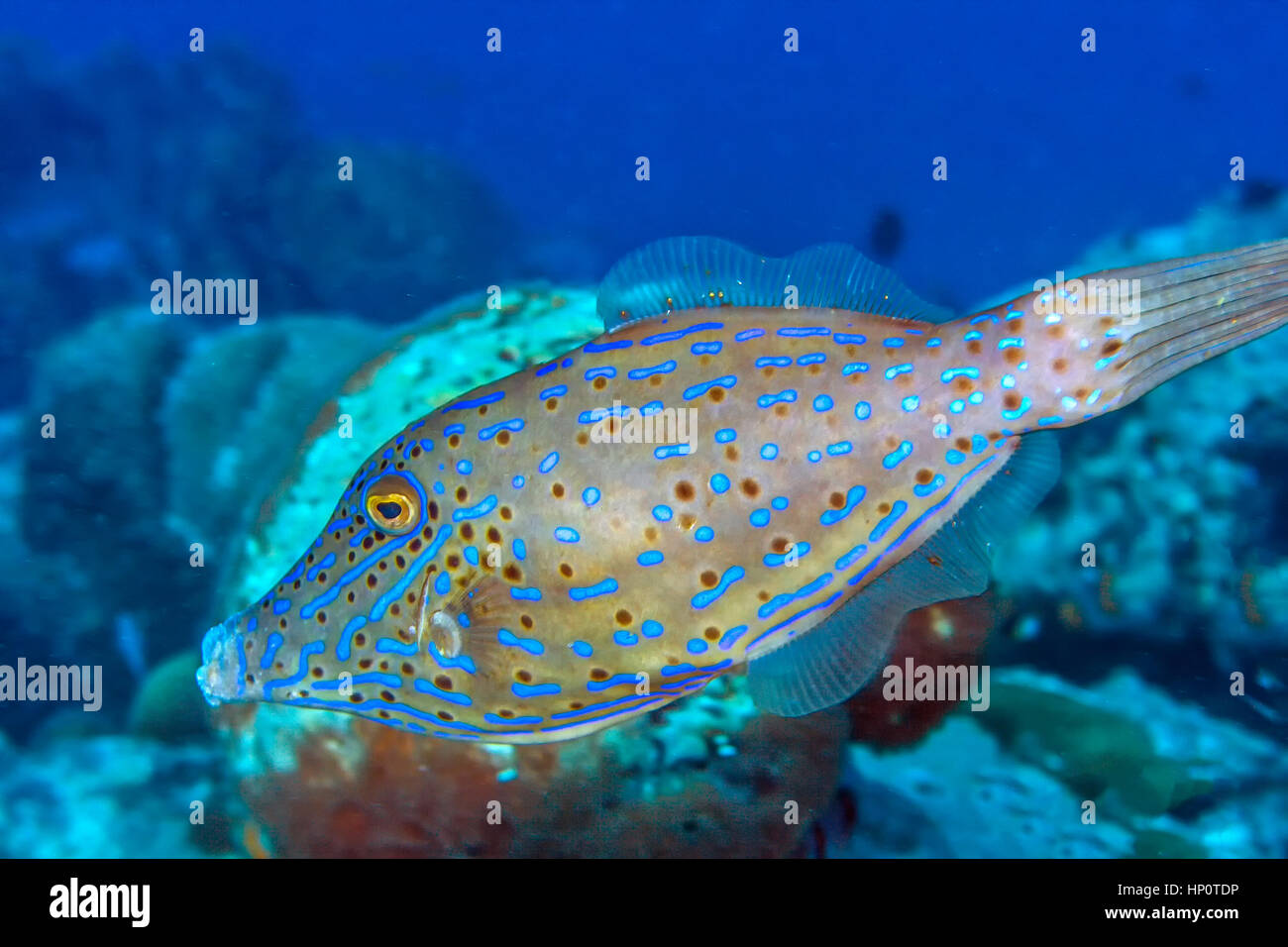 luterus scriptus, scrawled filefish, broomtail filefish or scribbled leatherjacket, is a fish belonging to the family Monacanthidae Stock Photo