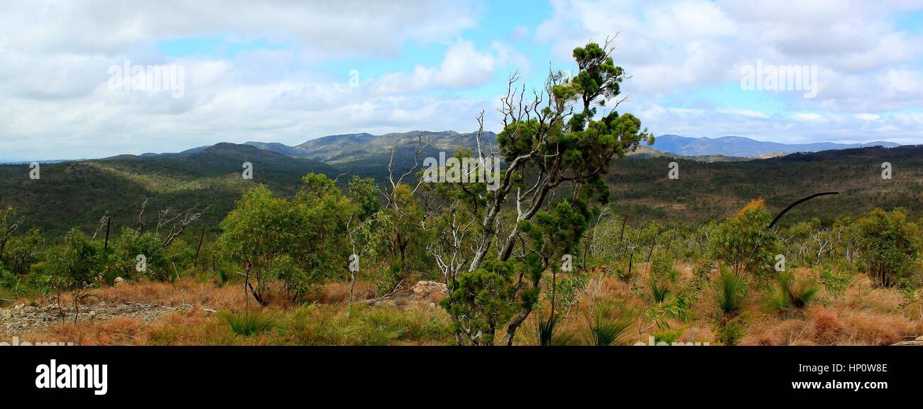 Lone calitris pine with mountains in the background. Photographed on the Atherton Tablelands, north Queensland, Australia Stock Photo