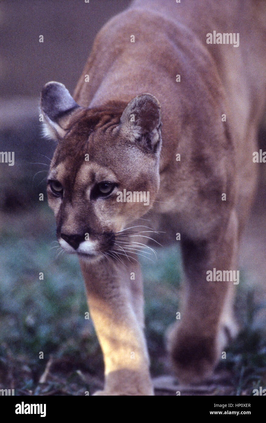 Mountain lion Puma concolor close up Brazil Stock Photo Alamy