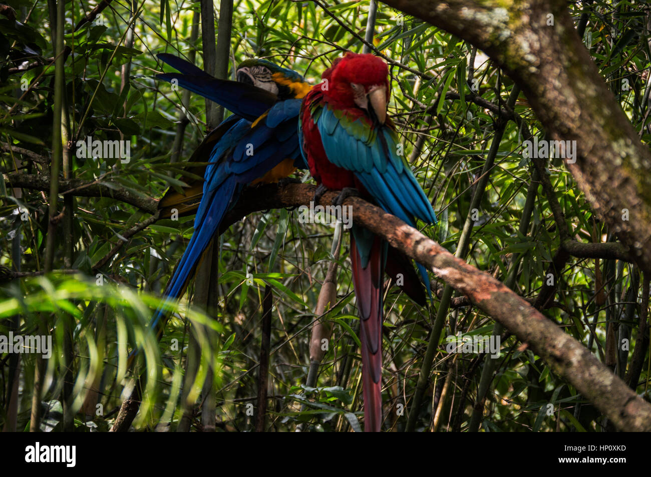 Two Parrots on a Tree Branch Stock Photo Alamy