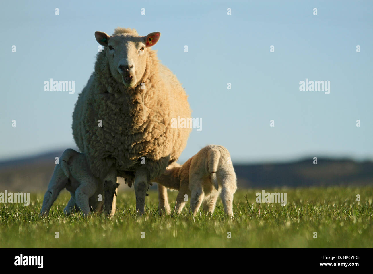 Ewe with 2 lambs Stock Photo