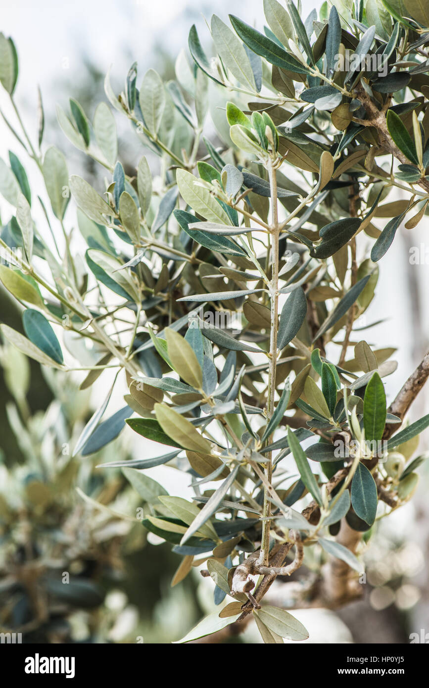 Spanish olive trees leaves in macro view Stock Photo Alamy