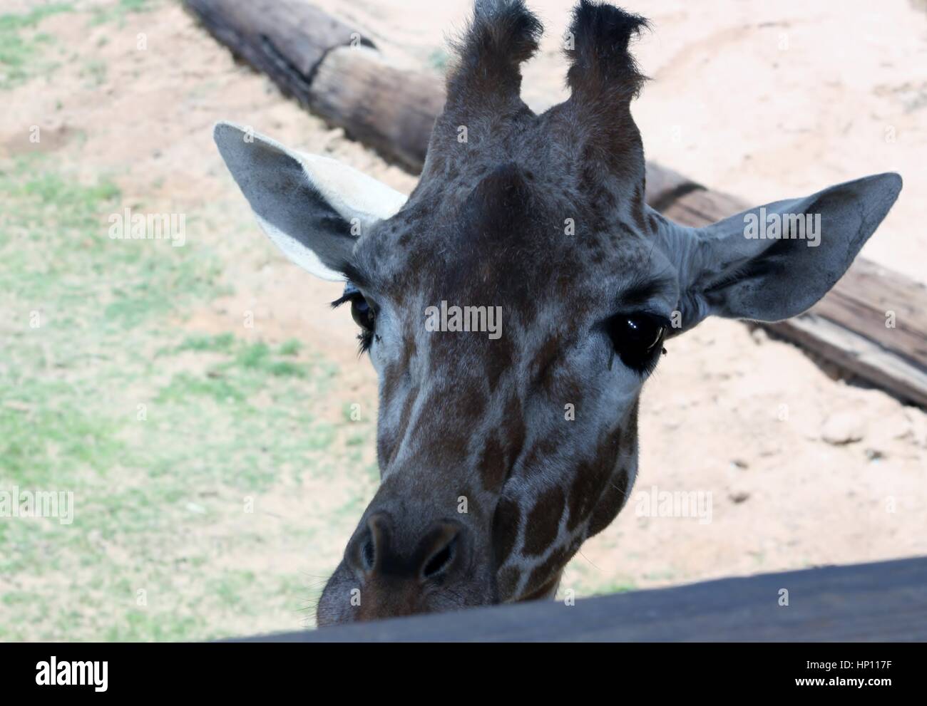 This is a fairly young giraffe only his head exposed beautiful eyes gentle look.wildlife zoo Arizona Stock Photo