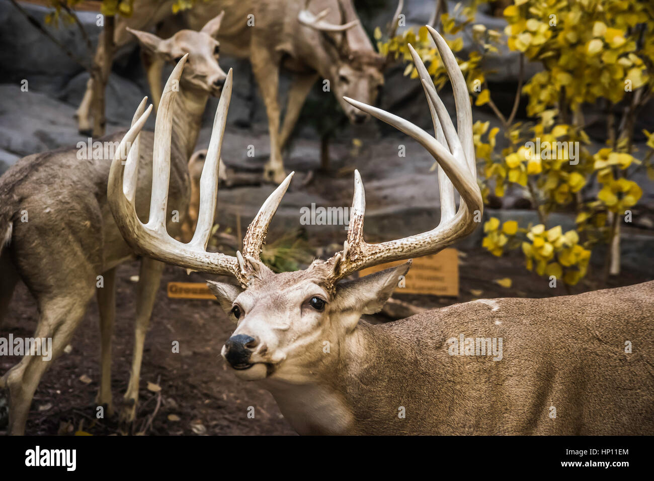 Can You Take Your Dog In Cabelas