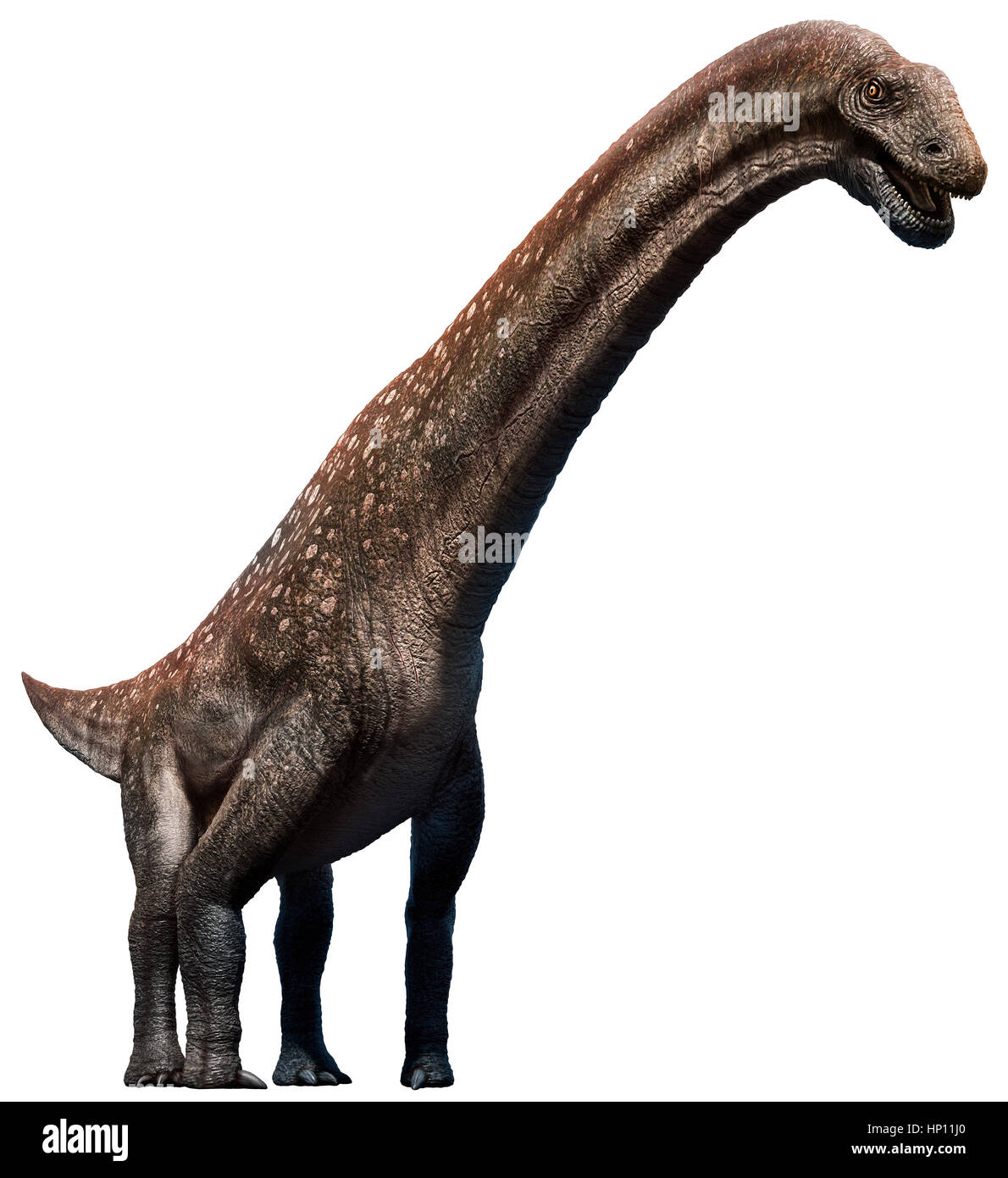 Titanosaurus Stock Photo