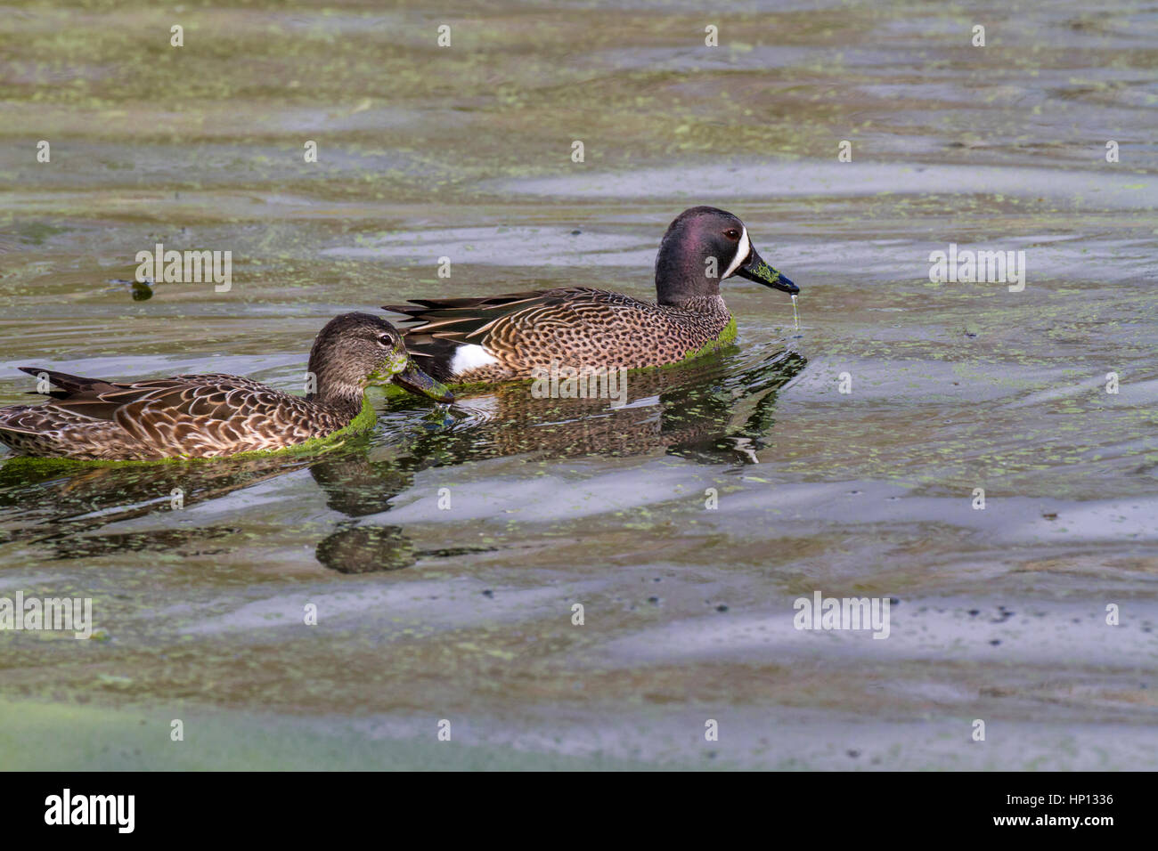 The blue-winged teal is a small dabbling duck Stock Photo