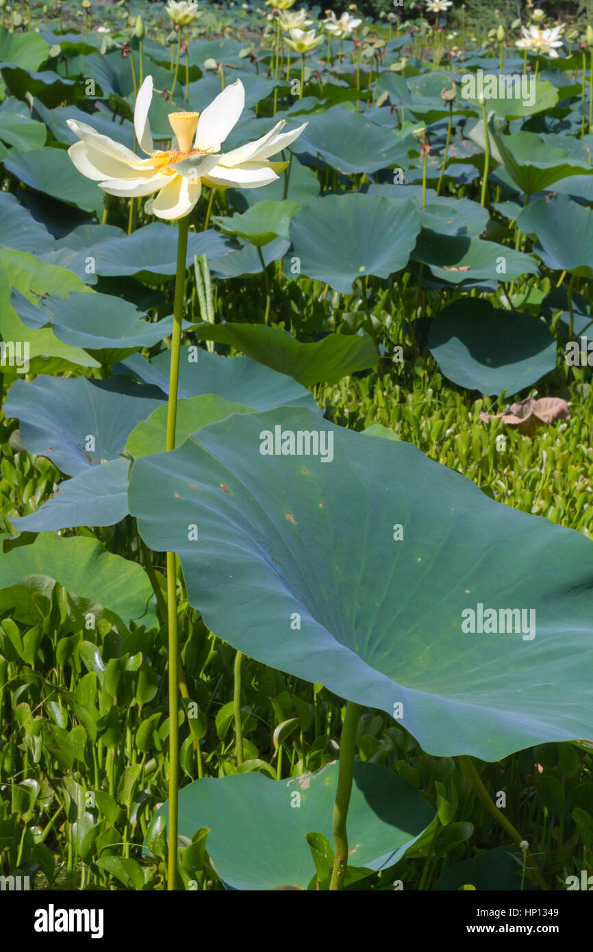 American Lotus Flowers, Brazos Bend State Park, Texas, USA Stock Photo