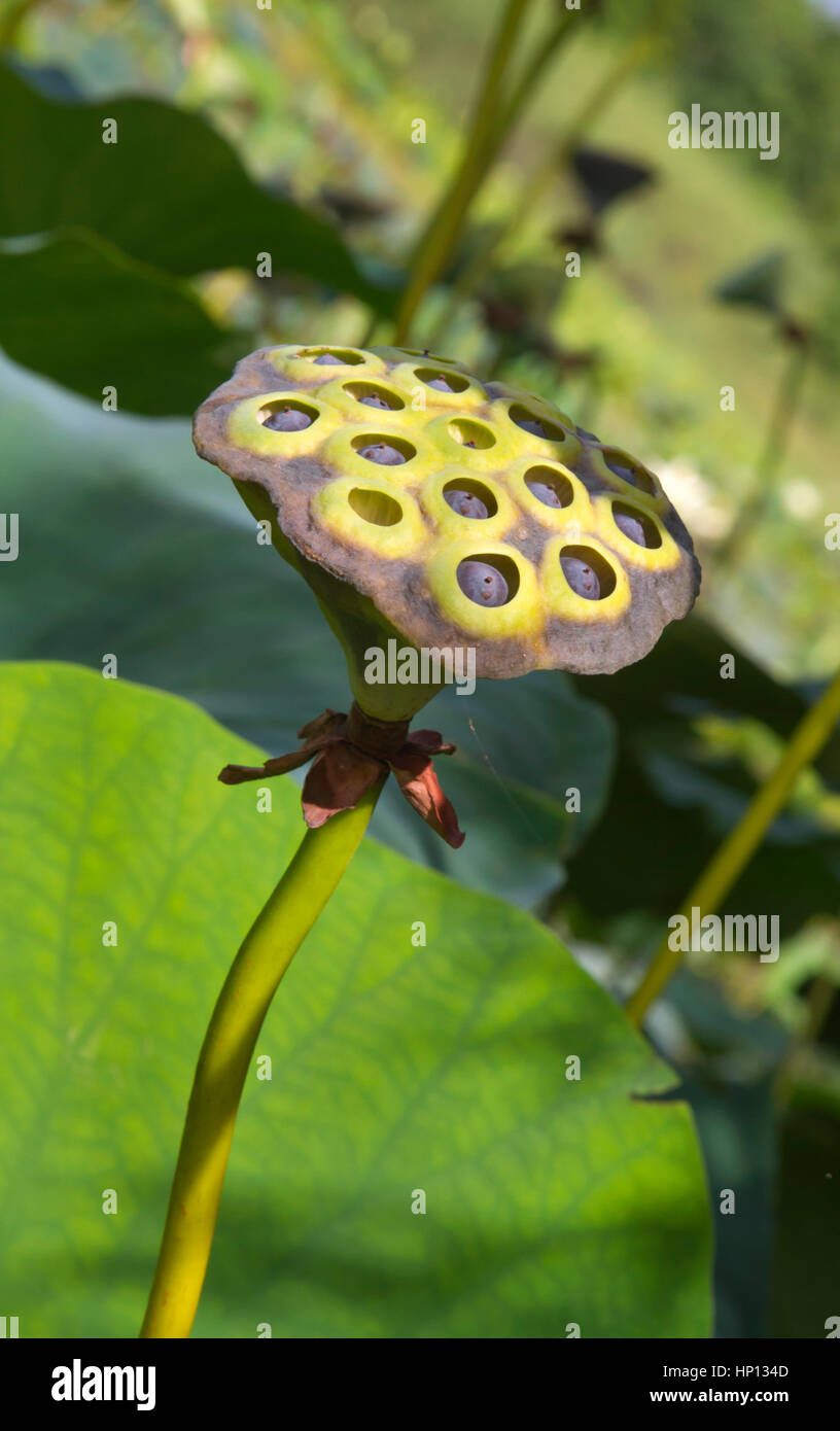 Yellow Lotus (Nelumbo lutea) seed pod close up Stock Photo