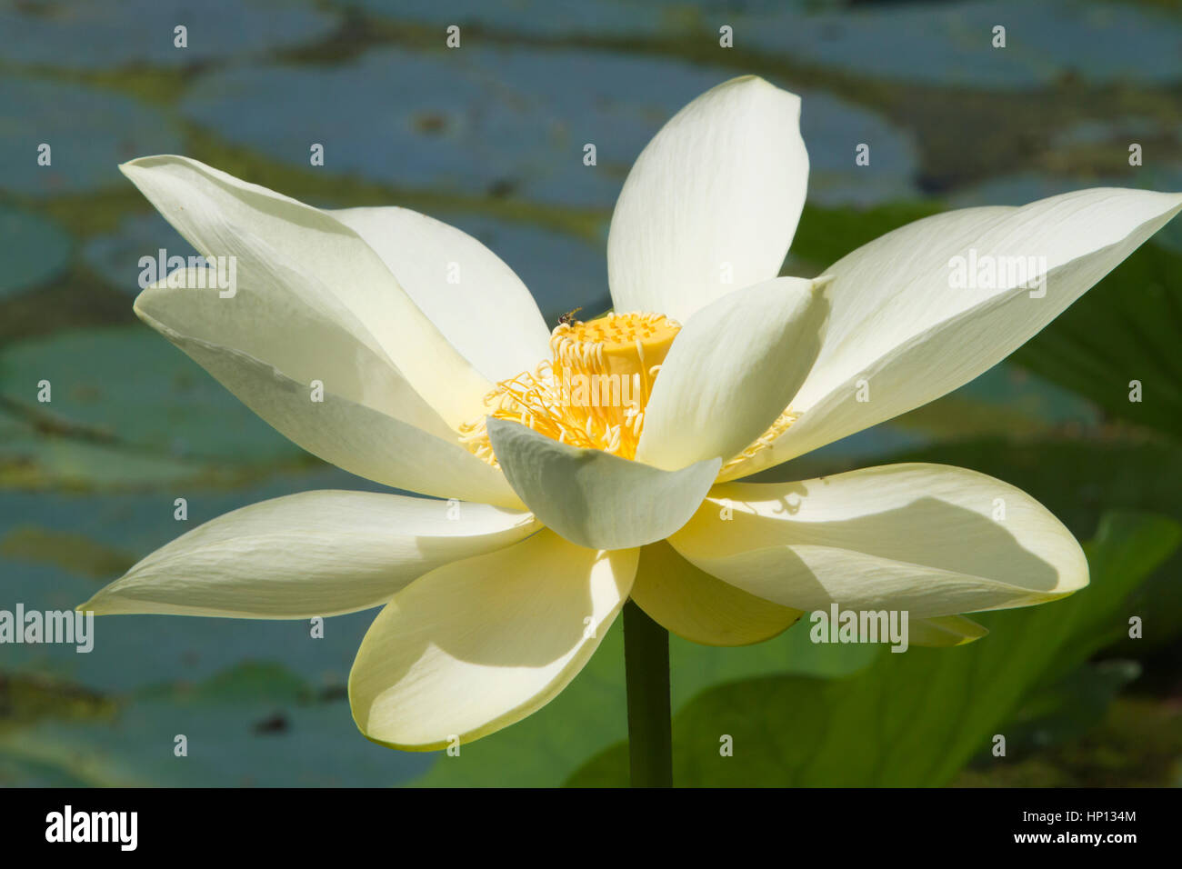 Yellow Lotus Flower close up Stock Photo Alamy