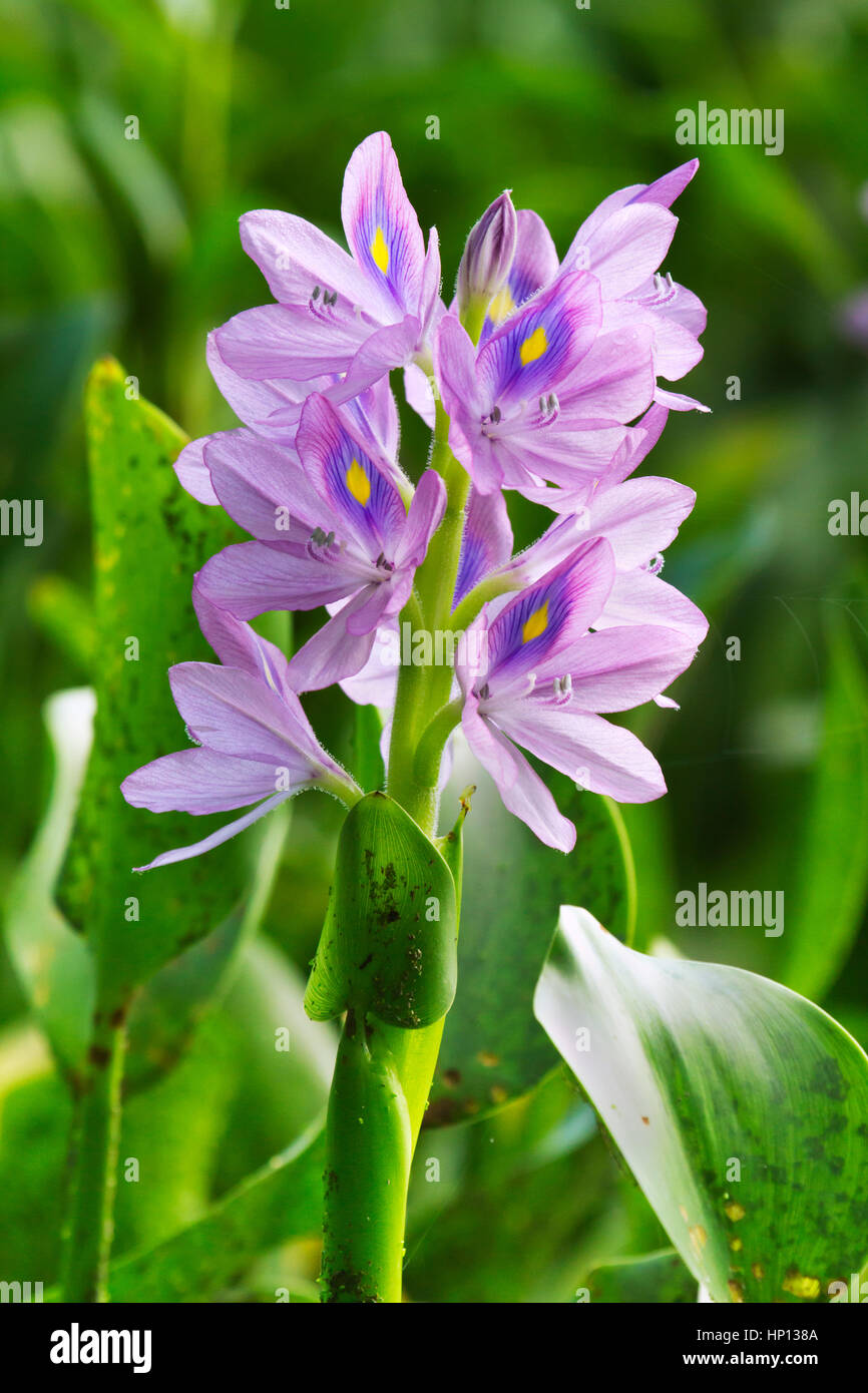 Eichhornia crassipes, water hyacinth, is an aquatic plant Stock Photo