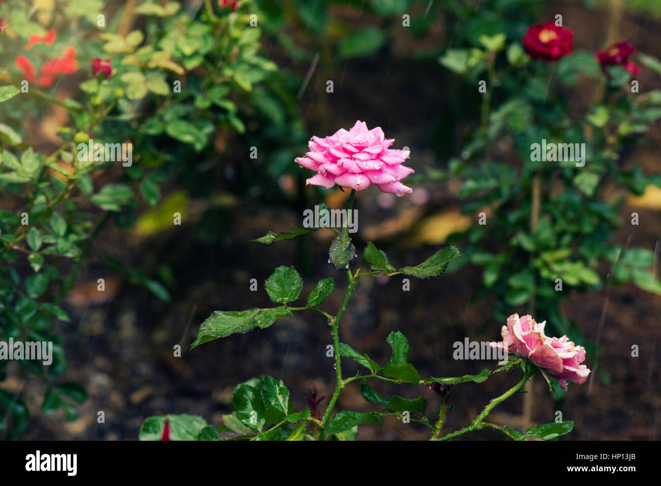 closeup pink rose in the garden Stock Photo - Alamy