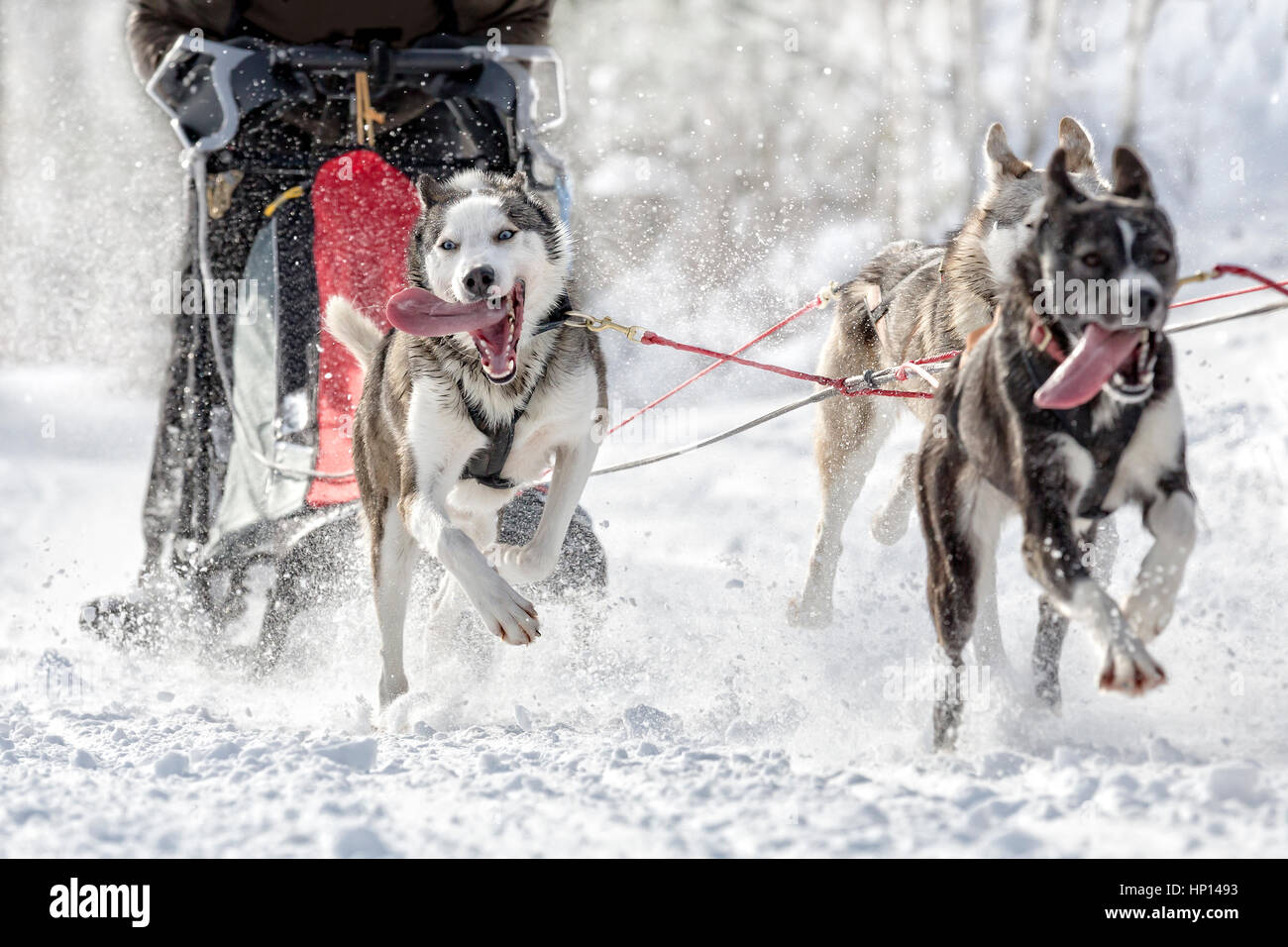 Dog sled race wintry landscape Stock Photo