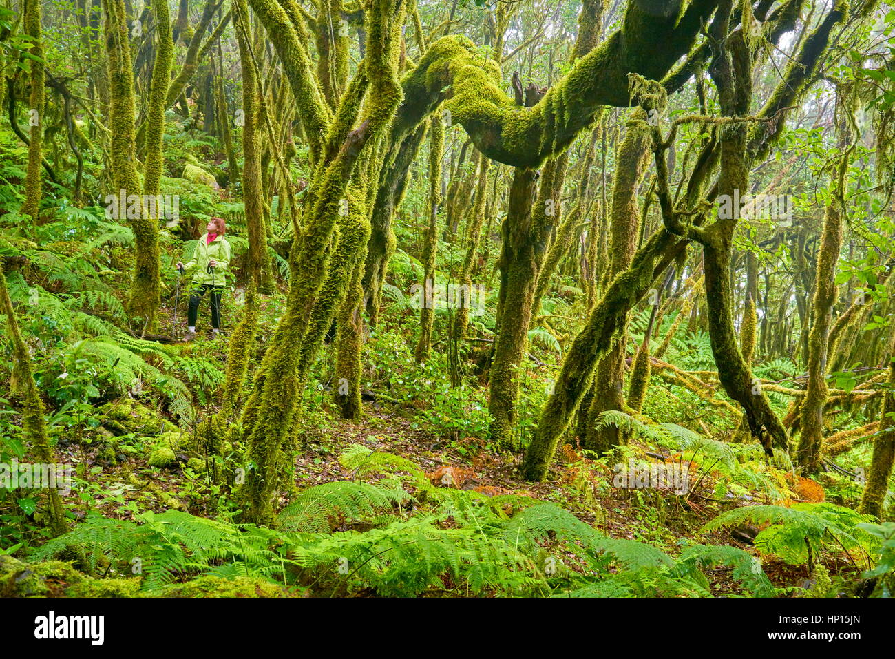 Tourist in the laurel forest, Garajonay National Park, La Gomera, Canary Islands, Spain Stock Photo