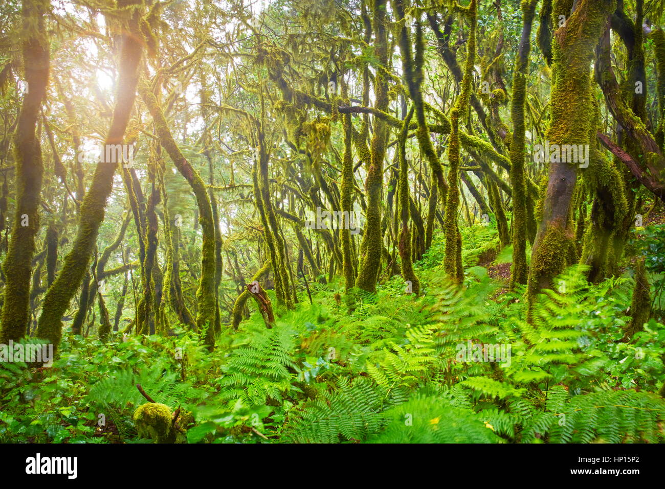 Forest at Garajonay National Park, La Gomera, Canary Islands, Spain Stock Photo