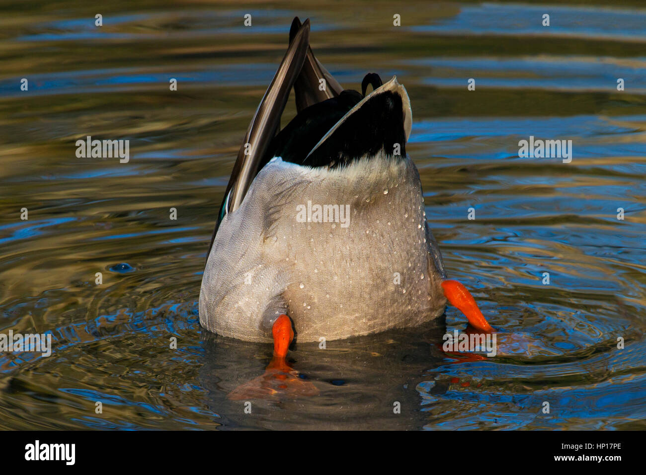 Duck with head under water its bottom pointing up showing close up of water droplets on feathers Stock Photo