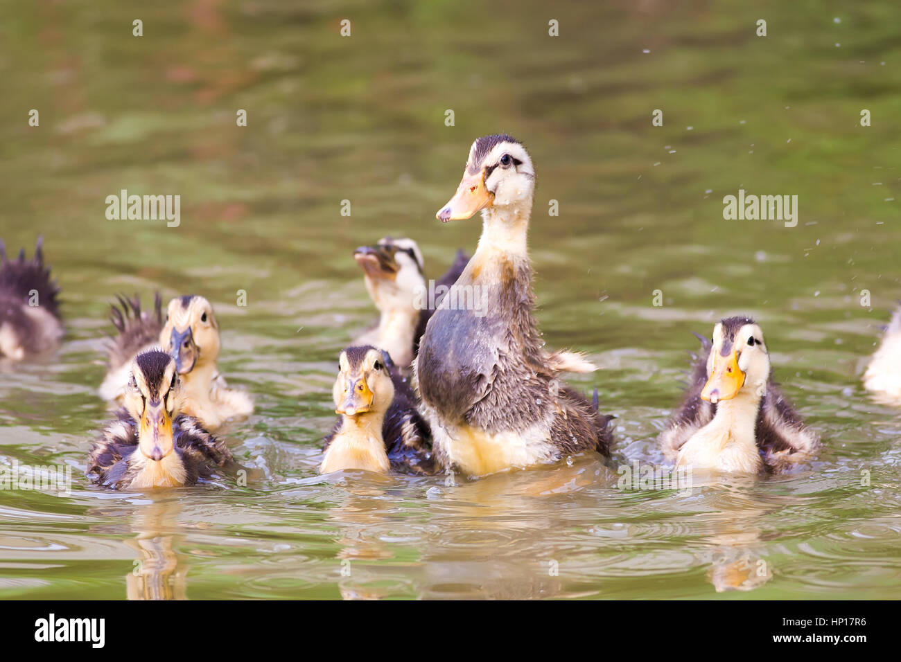Group of baby duck playing on water Stock Photo Alamy