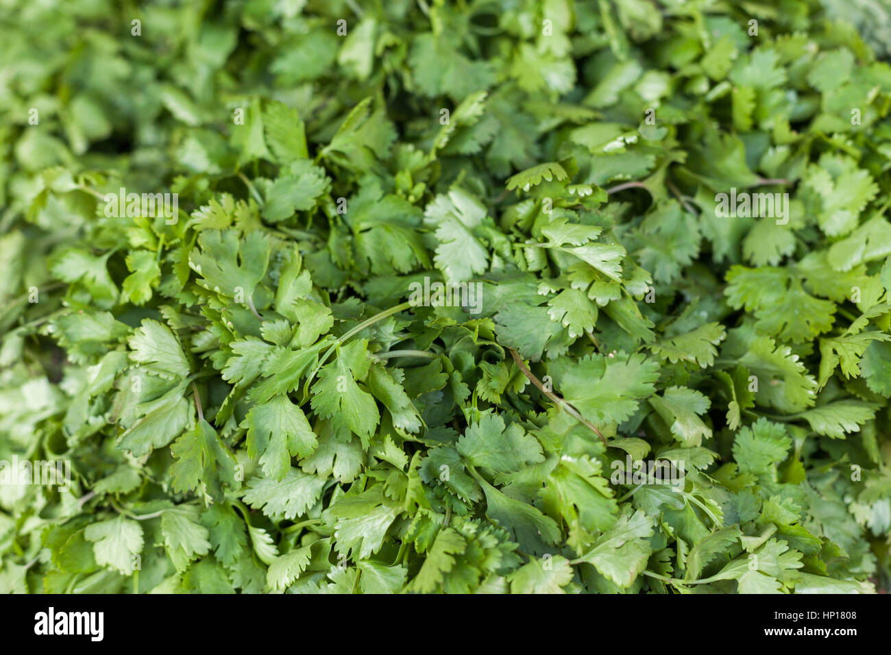 Green cilantro leaves close up at a market Stock Photo