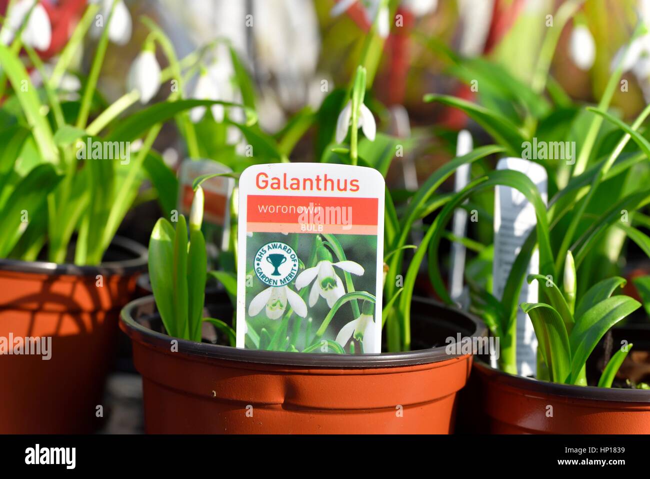 galanthus snowdrops Stock Photo