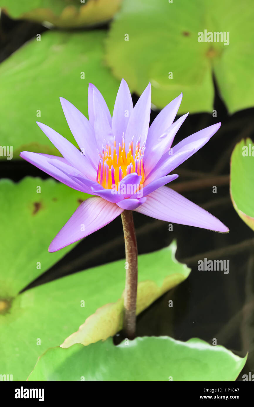 Purple lotus flower or water lily flower in the pond Stock Photo - Alamy