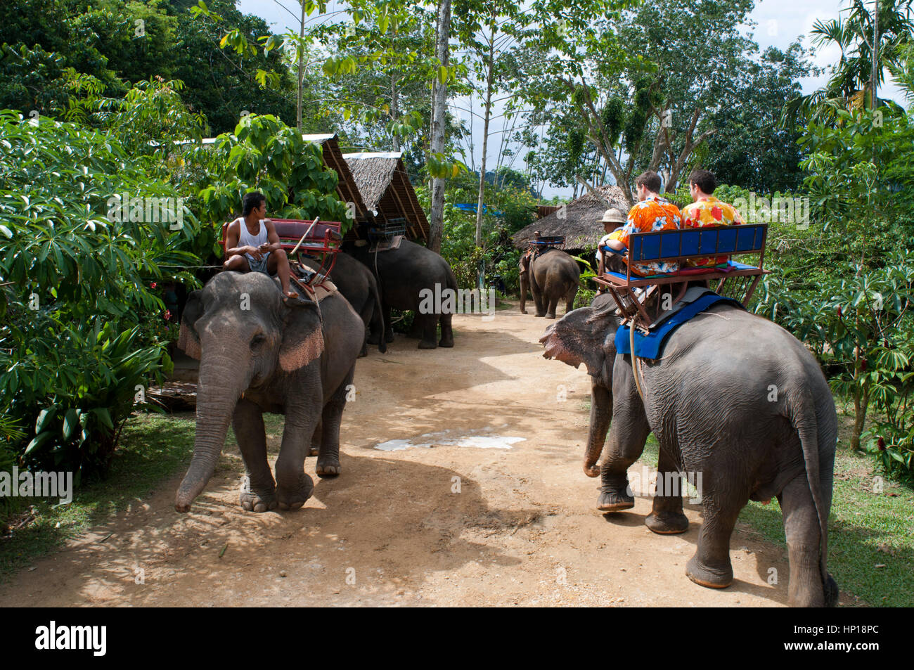 Elephant riding in rubber tree forest. Krabi. Thailand, Asia. Krabi ...