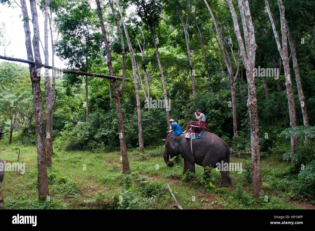 Asian elephants nature trees hi-res stock photography and images - Alamy